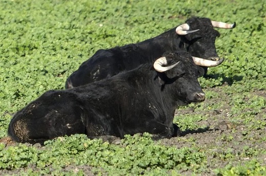 Dos astados en el campo. - Foto: Efe